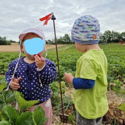 Erdbeeren naschen
